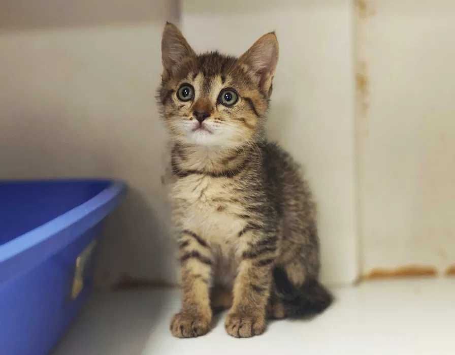 Котик, кошеня, кото-тигреня, кіт Джус (2 міс.) в пошуках дому!