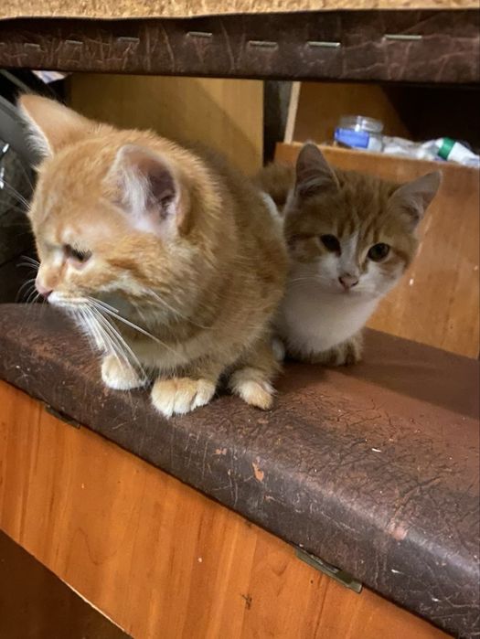 Котенок бесплатно