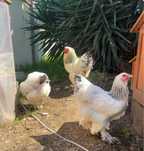 Ovos de Brahma Light