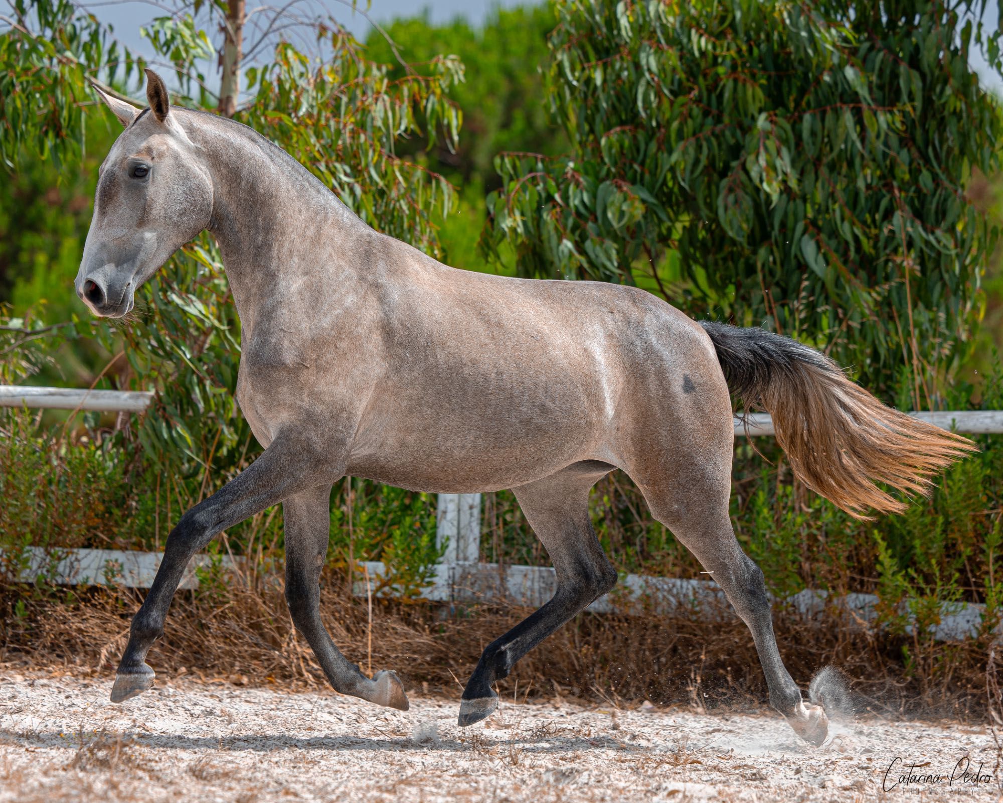Poldra Puro Sangue Lusitano (2 anos)