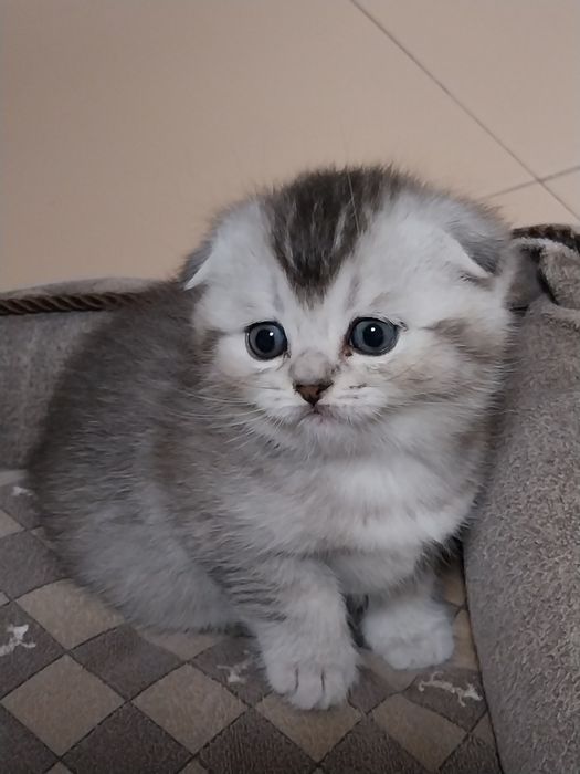 Gatinho Scottish Fold