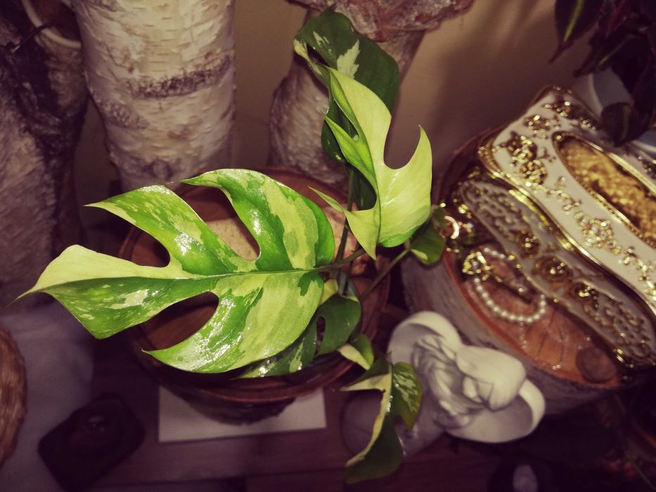 Monstera Minima Variegata Raphidophora Tetrasperma philodendron 1 liść