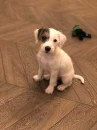 Parson Russell Terrier - Sunia