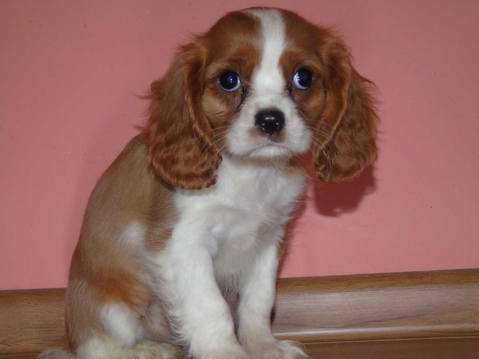 Cavalier King Charles Spaniel chłopiec