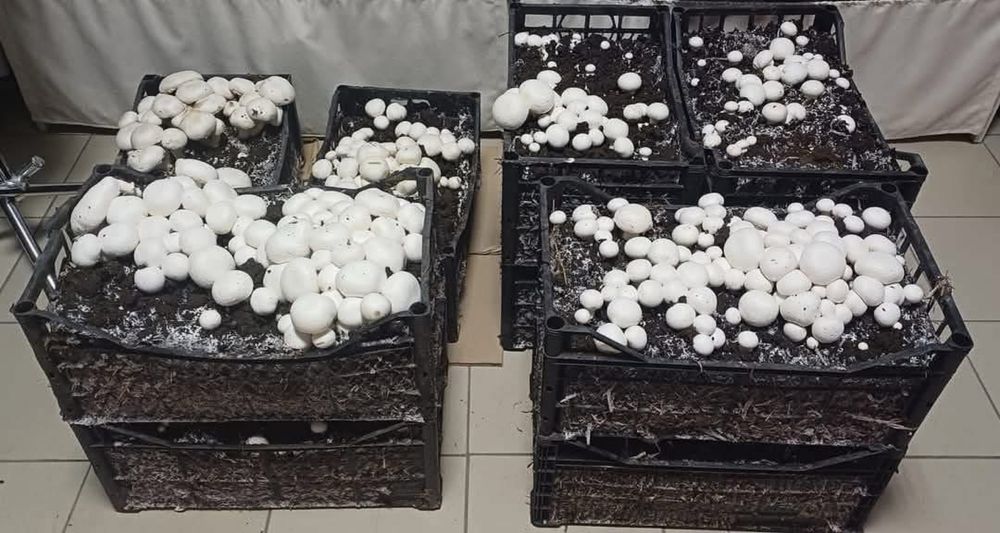 Набір для вирощування печериць вдома