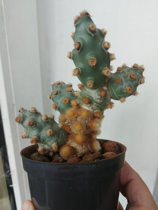 Кактус Тефрокактус молиненсис / Tephrocactus molinensis