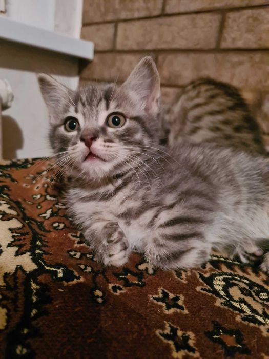 Кошенята безкоштовно