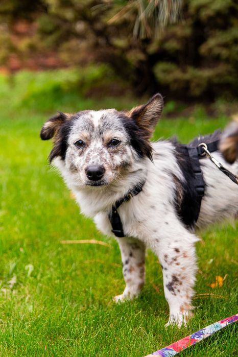 Dwie kruszynki przyjacielskie czekają na dom