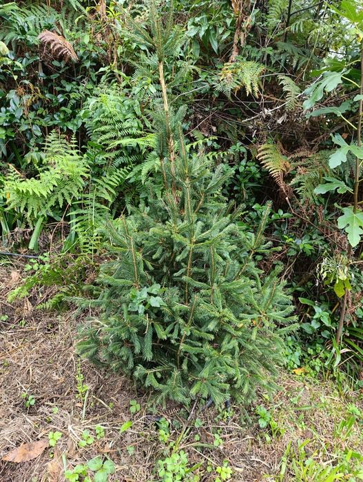 Árvore de Natal natural /Pinheiro de Natal