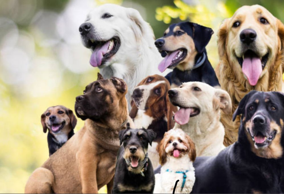 Passeador de Cães/ Dog walker