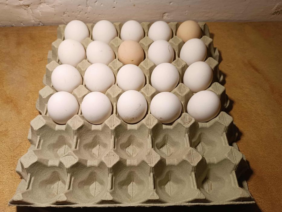 Jajka wiejskie od młodych kur