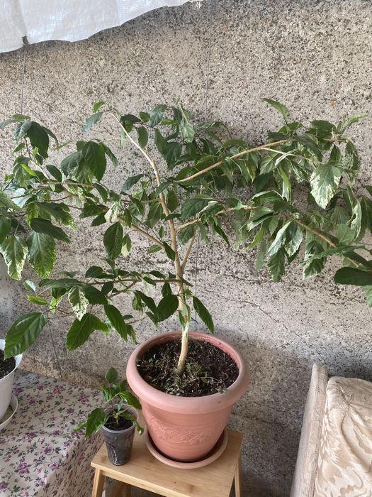 Гібіскус варігатний