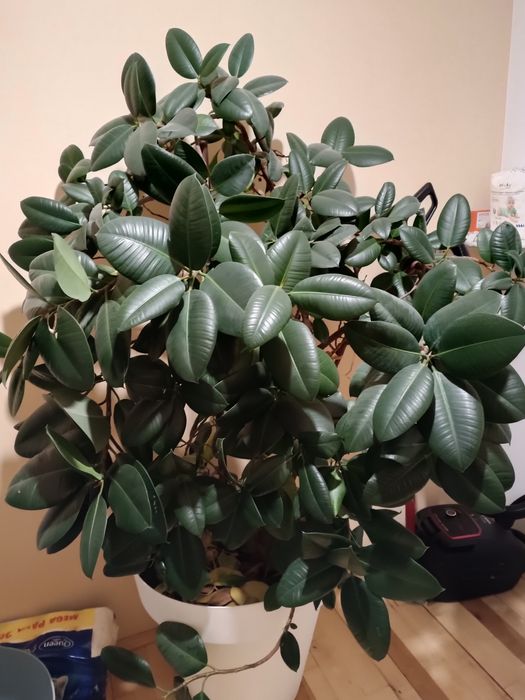 Fikus . Duży, zadbany