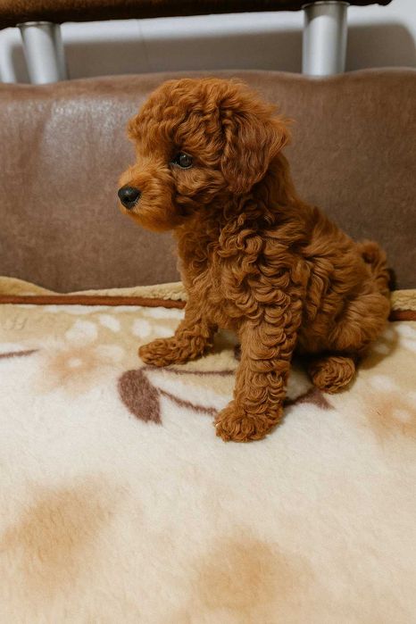 Щенки той пудель окрас  редбраун ,  два мальчика и две девочки.