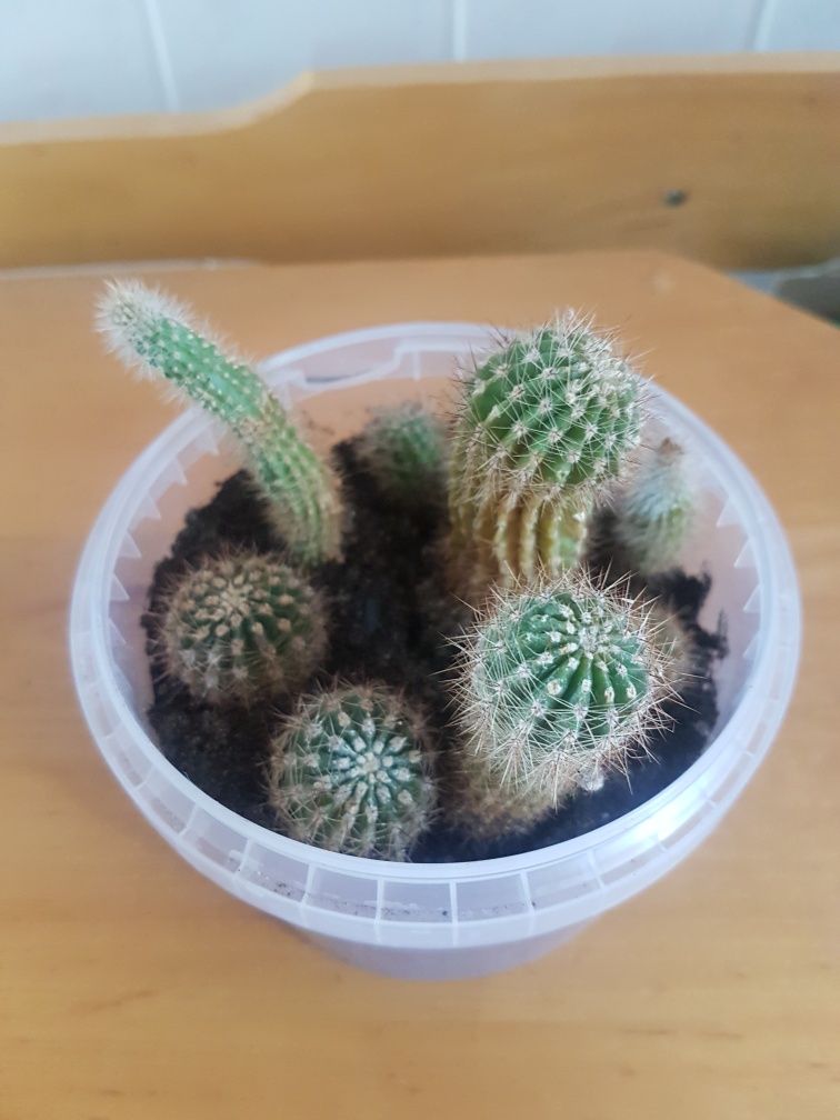 Kaktusy 7 sadzonek