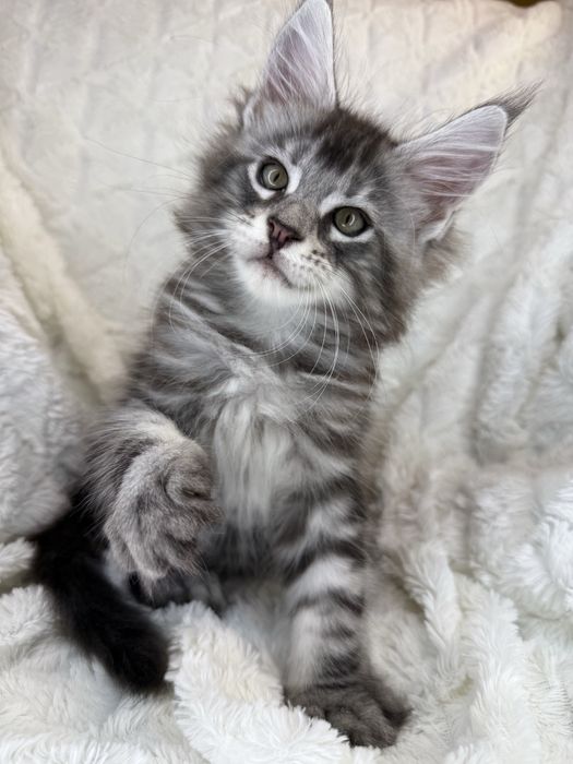 Kocurek Decoandcookoe *PL Maine Coon Felis/FiFe