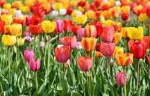 Tulipan POLSKI mix Wiosenne Kwiaty Ogrodowe CEBULKI TULIPANÓW