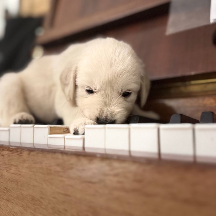 Золотистий ретрівер (цуценята)