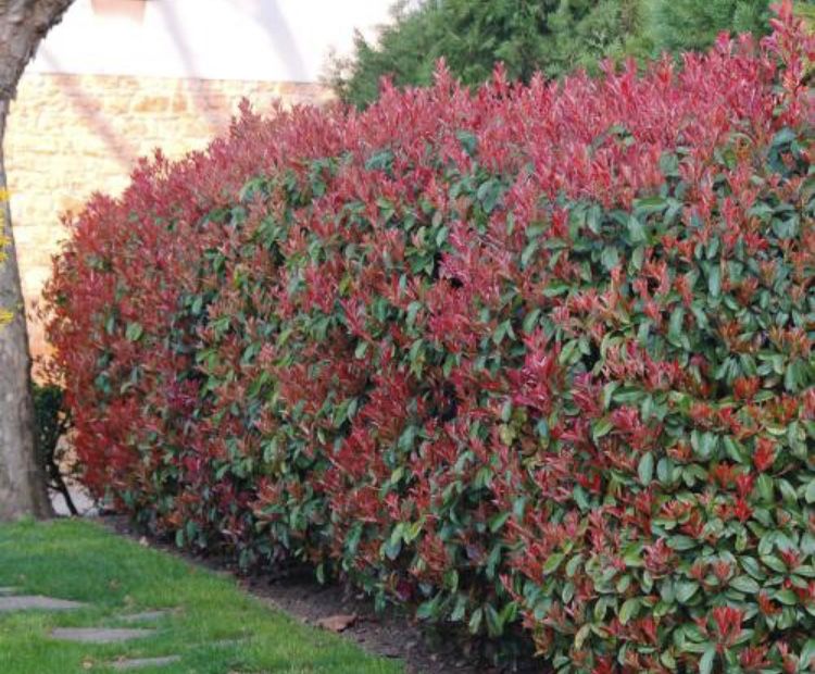Vendo photinia ideal para sebes