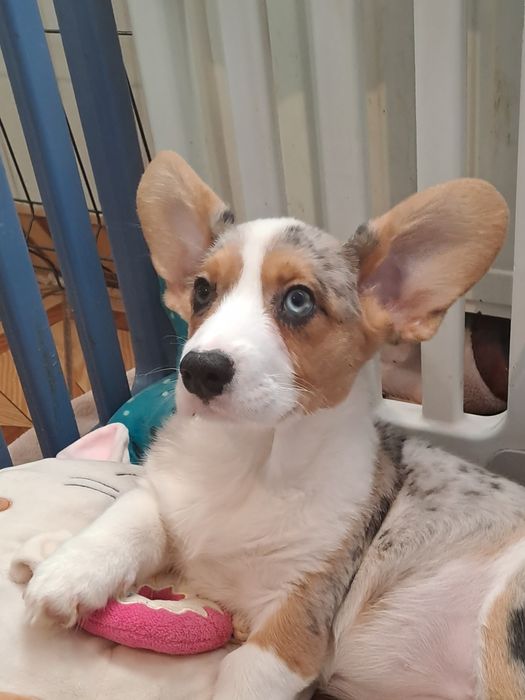 **SAGA**Welsh Corgi Cardigan sunia merle gotowa do zmiany opiekuna
