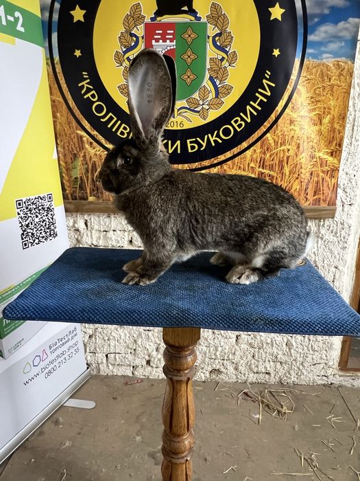 Бельгійський велетень