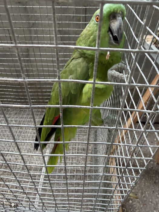 Amazona Auropaliata