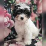 Biewer Yorkshire Terrier FCI- dziewczynka