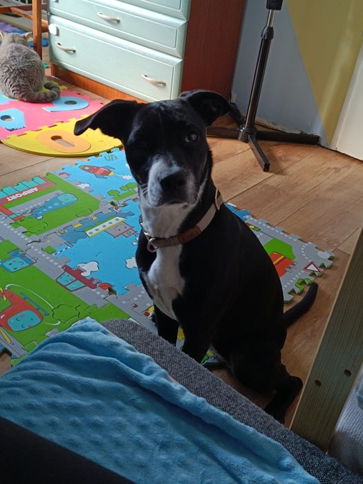 Pilne!  Tylko w dobre ręce. Szczeniak sunia Amstaff