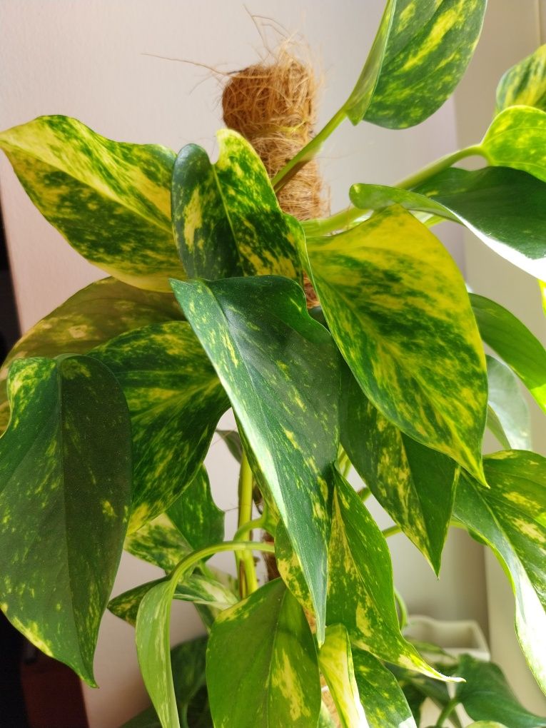 Syngonium Filodendron Scindapsus Epipremnum Hoya Monstera variegata sp