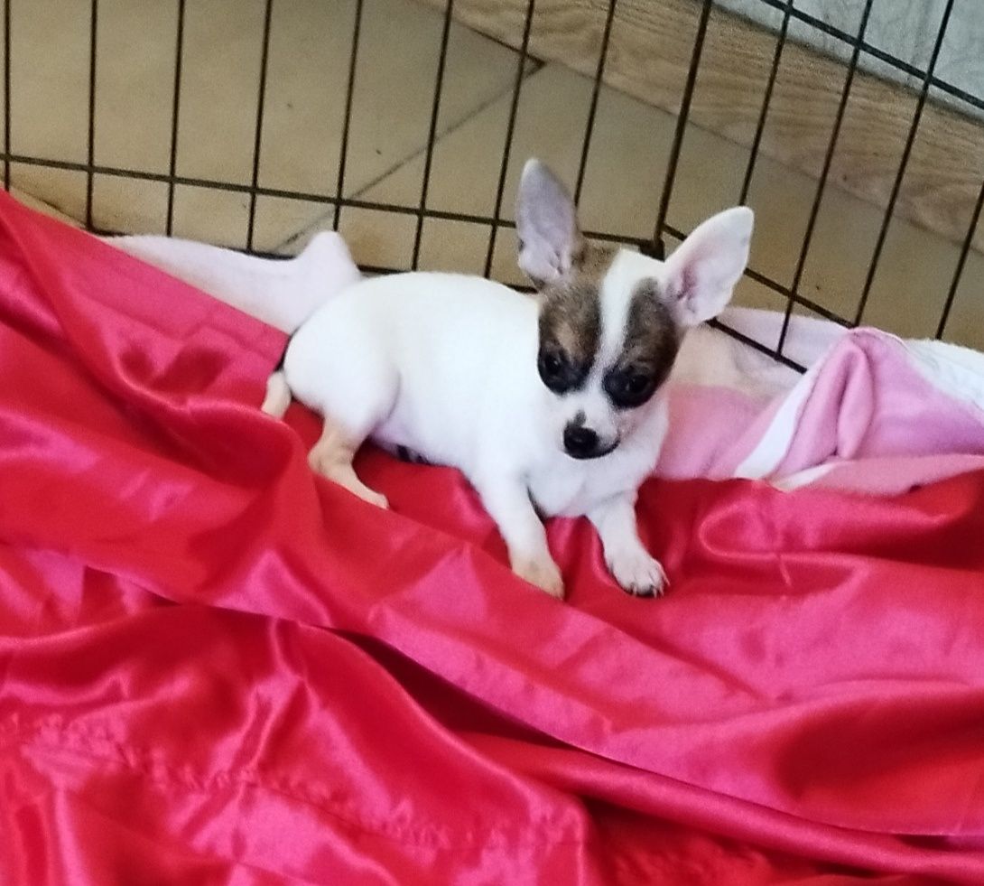 Chihuahua miniaturowa sunia