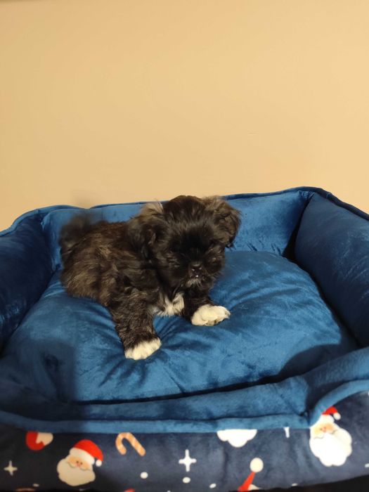 Shih Tzu Szczeniaki SUCZKA
