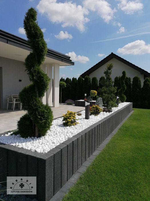 Thuja Sunkist 3m   SPIRALA topiary niwaki bonsai złote do ogrodu