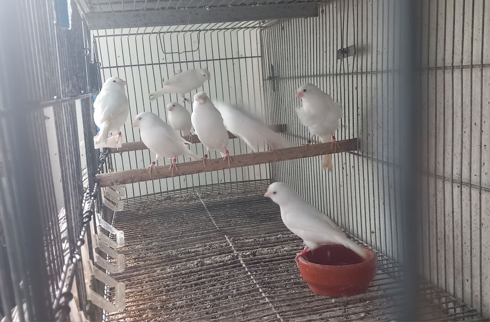 Vendo canários novo