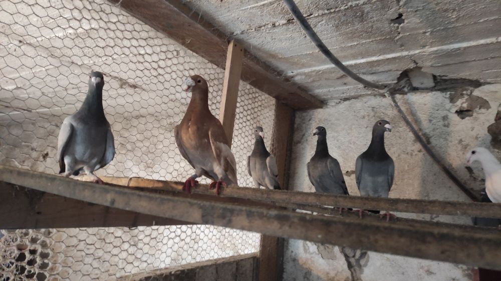 Niemiecki wystawowy gołąb gołębie belgijak garbonos