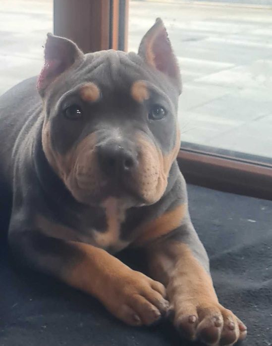 American bully Dziewczyneczka Abkc