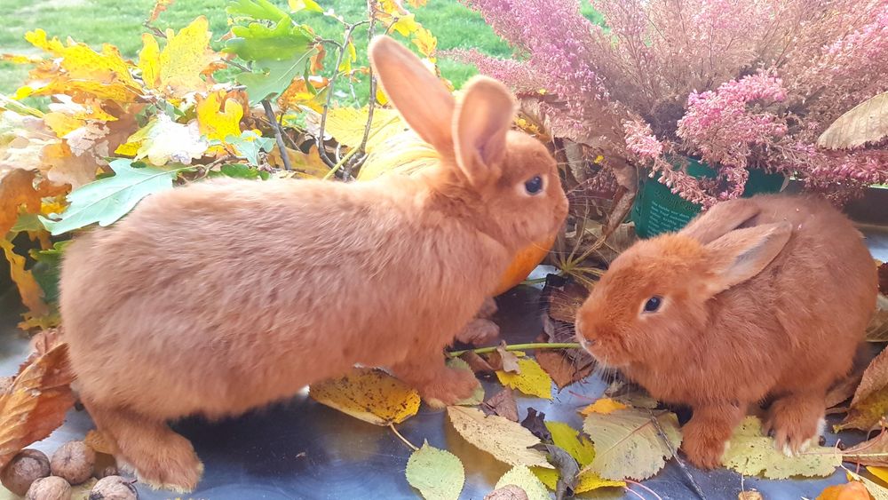 Królik / króliki Nowozelandzki Czerwony - NC !