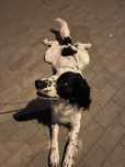 Pies w typie Springer Spaniel Angielski