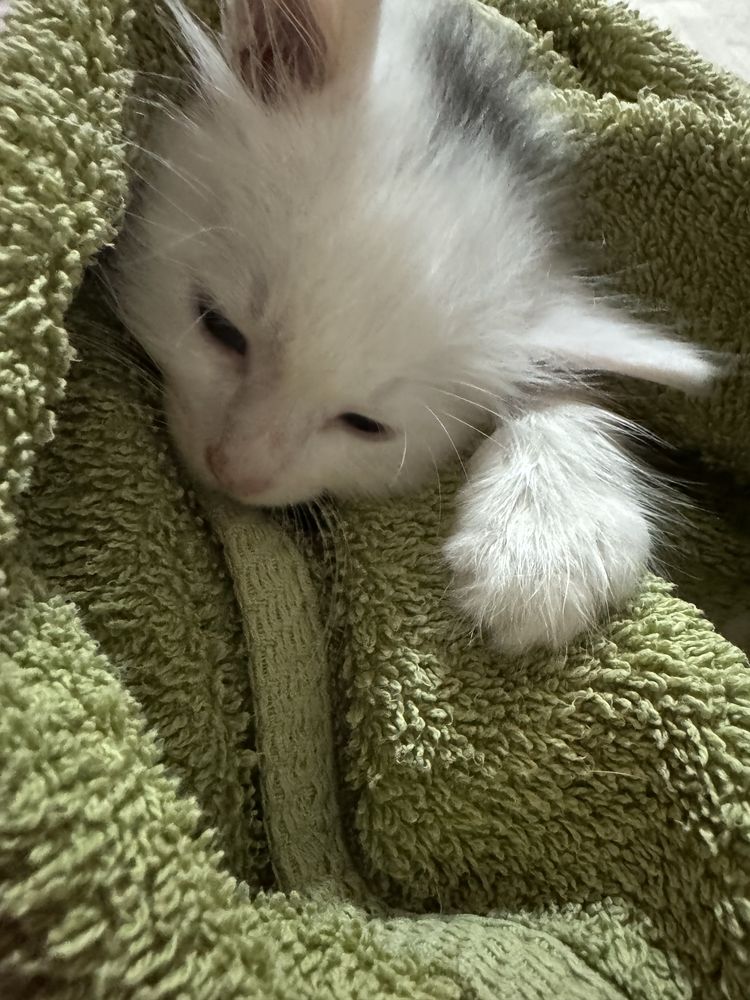 Віддам котика чи кицю