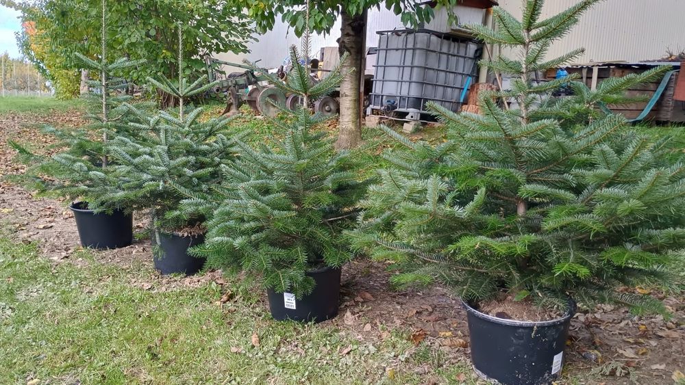 Choinki świąteczne -  jodła kaukaska