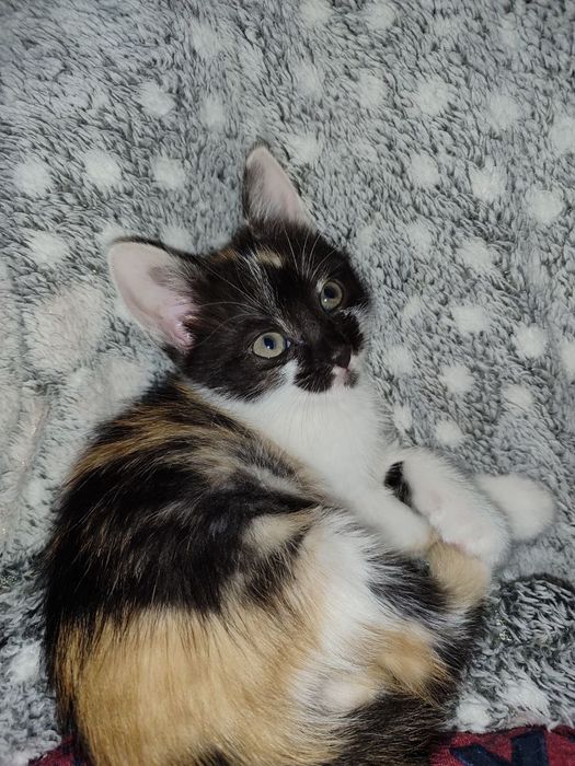 кошеняти безкоштовно!