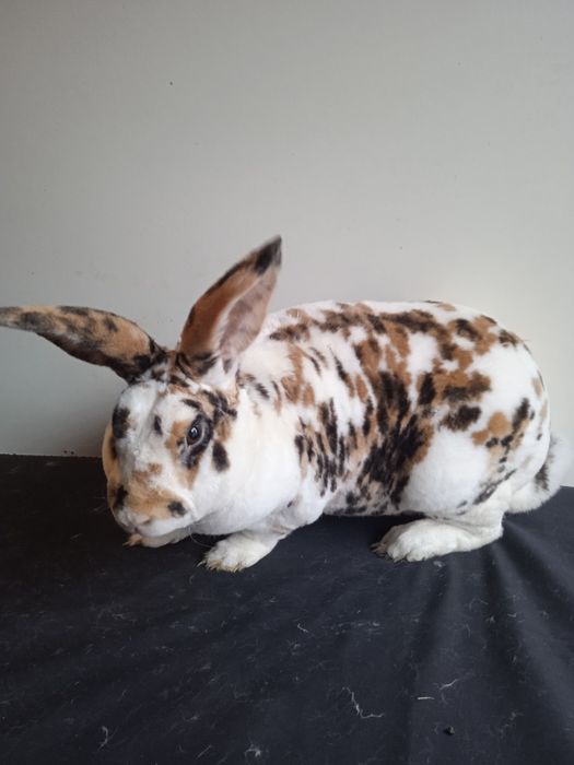 Króliki Rex Trójbarwne