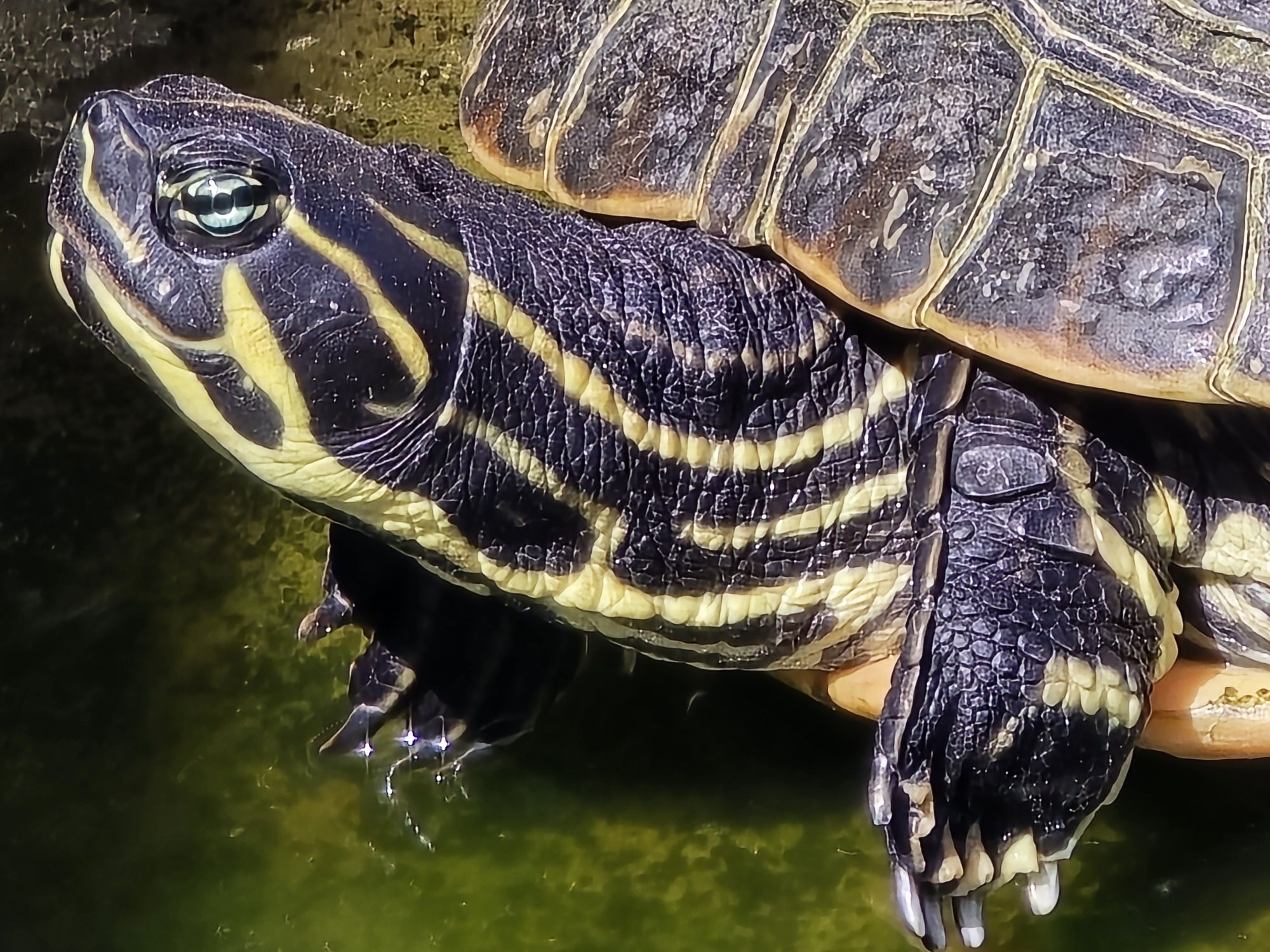 Tartarugas aquáticas