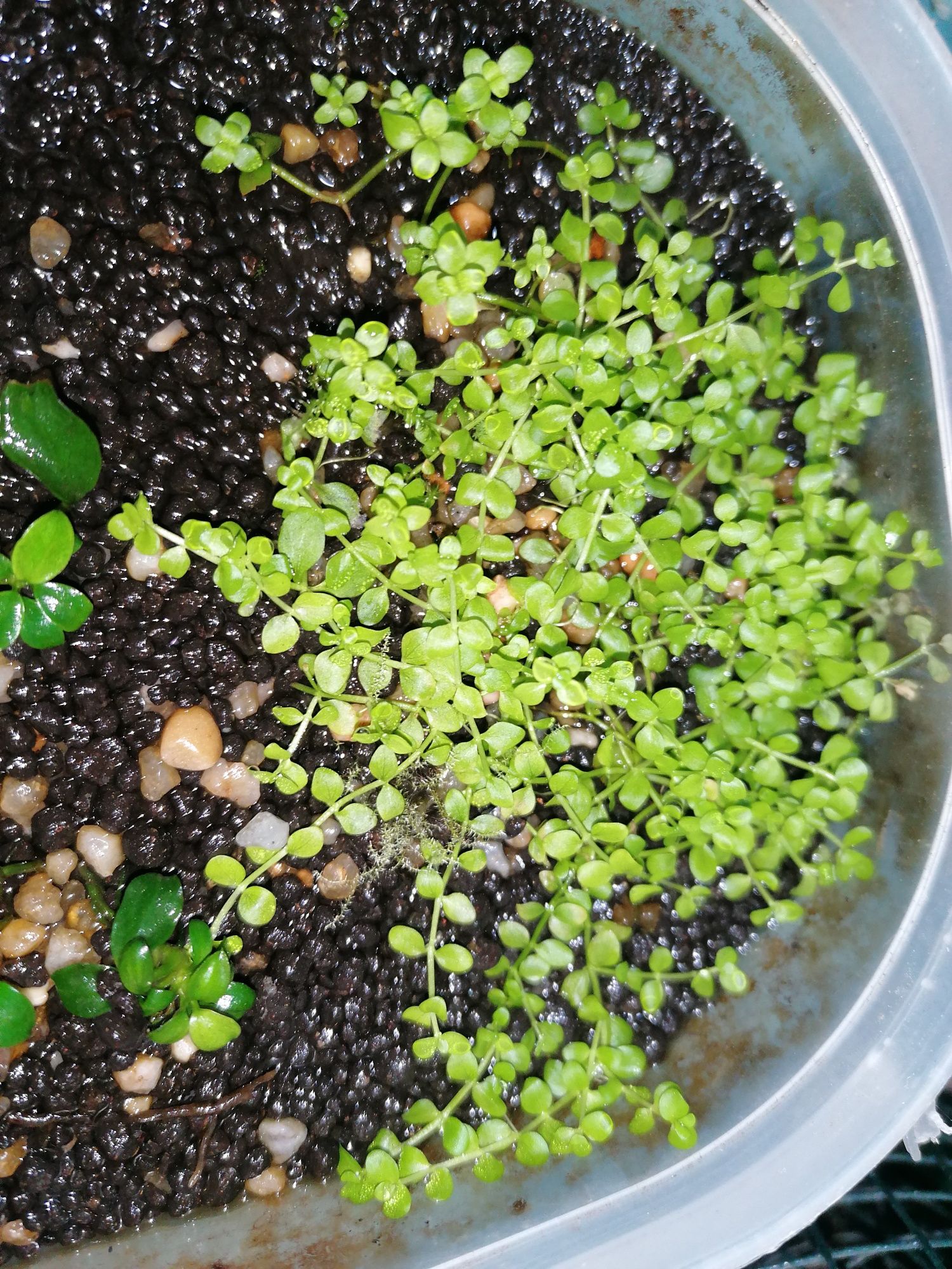 Planta para aquário