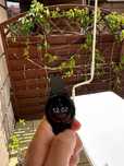 Samsung Galaxy Watch FE