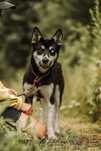 Yumi, mloda suczka ok 3 lat w typie husky ale mala