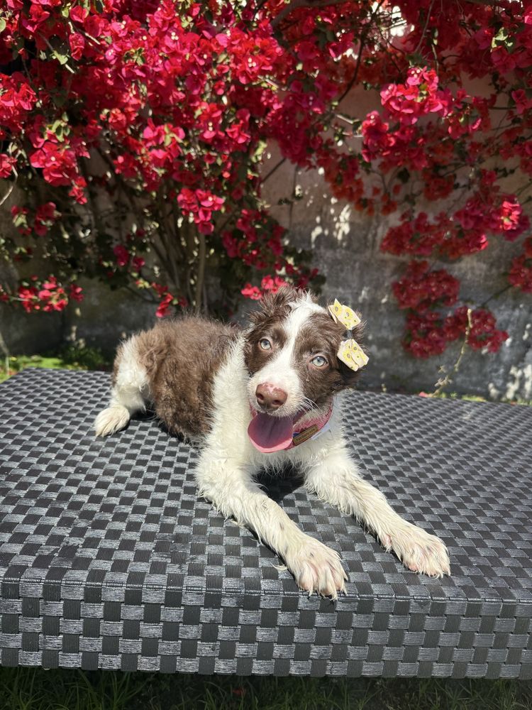 Border Collie Castanha