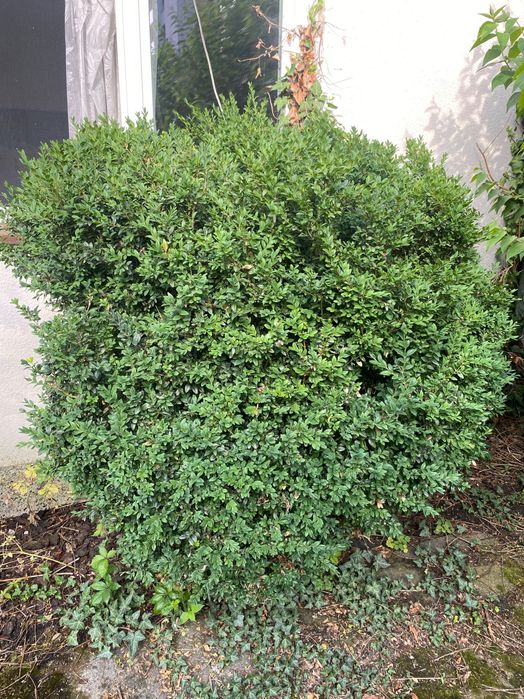 Bukszpan 170 cm kilkudziesięcioletni Warszawa