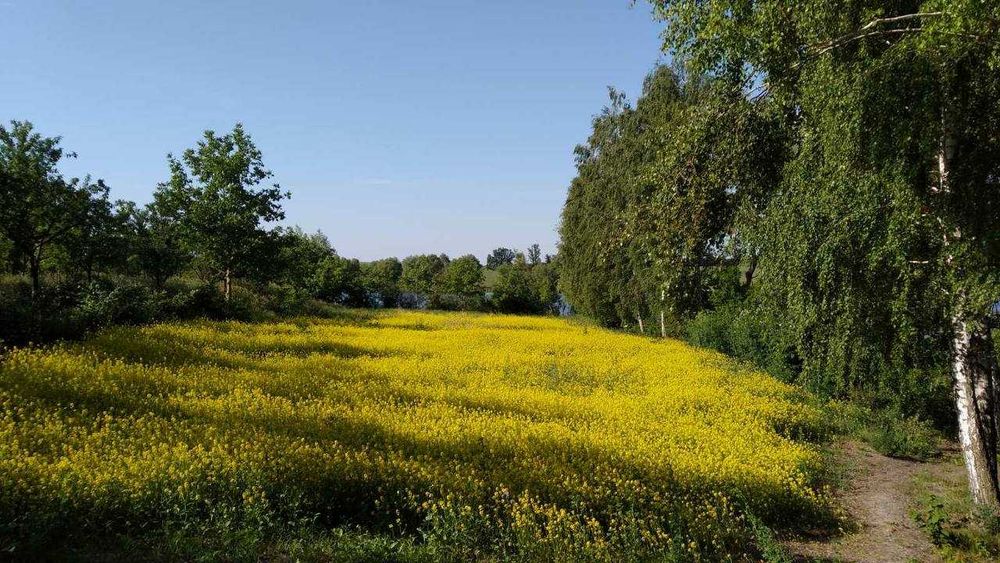 Продам Мед Різнотрав’я з Липою натуральний