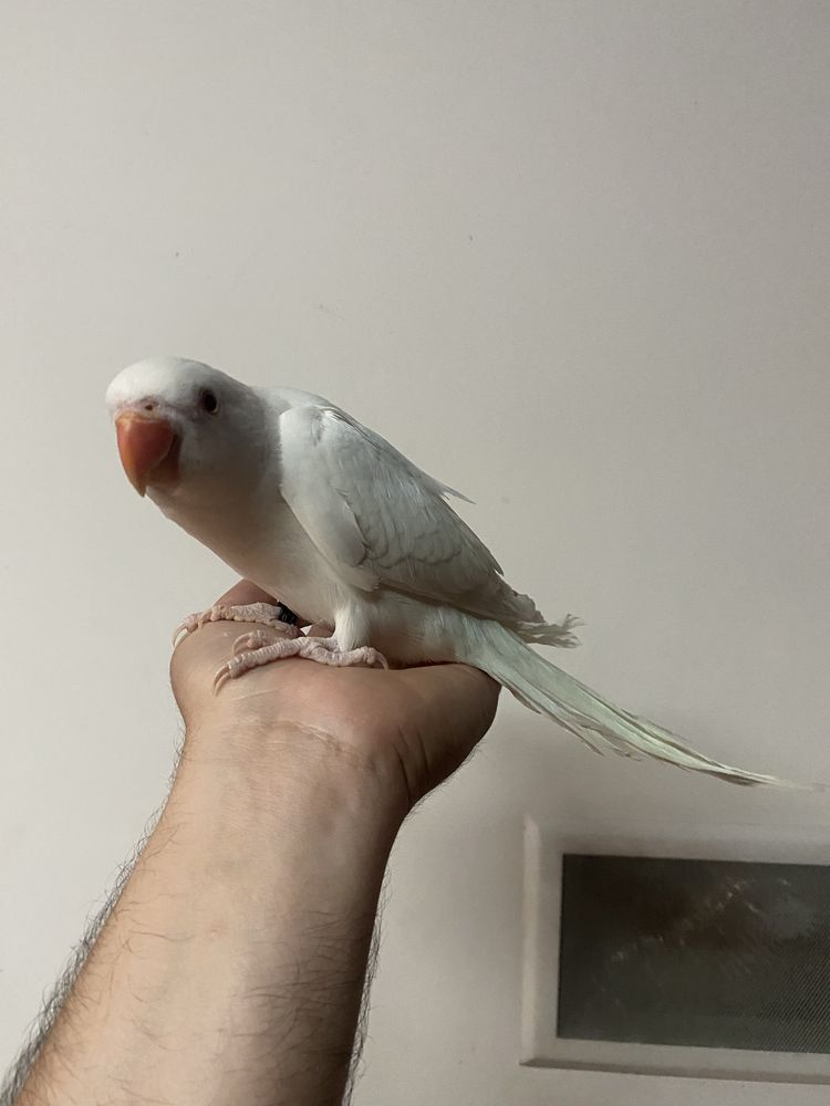 Ring neck domesticada femêa
