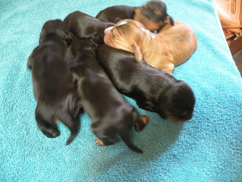 Sprzedam pieska Cocker Spaniel